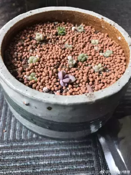 多肉为什么夏季休眠，多肉新闻第55期 大家注意，多肉已经进入度夏模式！