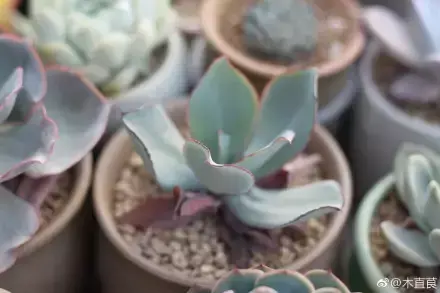 多肉为什么夏季休眠，多肉新闻第55期 大家注意，多肉已经进入度夏模式！