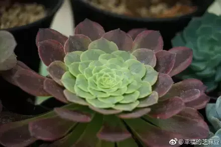 多肉为什么夏季休眠，多肉新闻第55期 大家注意，多肉已经进入度夏模式！