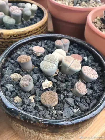 多肉为什么夏季休眠，多肉新闻第55期 大家注意，多肉已经进入度夏模式！