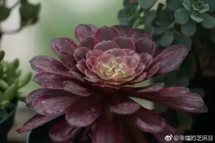 多肉为什么夏季休眠，多肉新闻第55期 大家注意，多肉已经进入度夏模式！