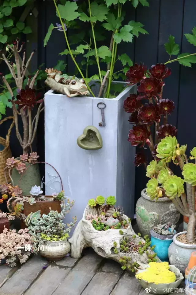 多肉为什么夏季休眠，多肉新闻第55期 大家注意，多肉已经进入度夏模式！