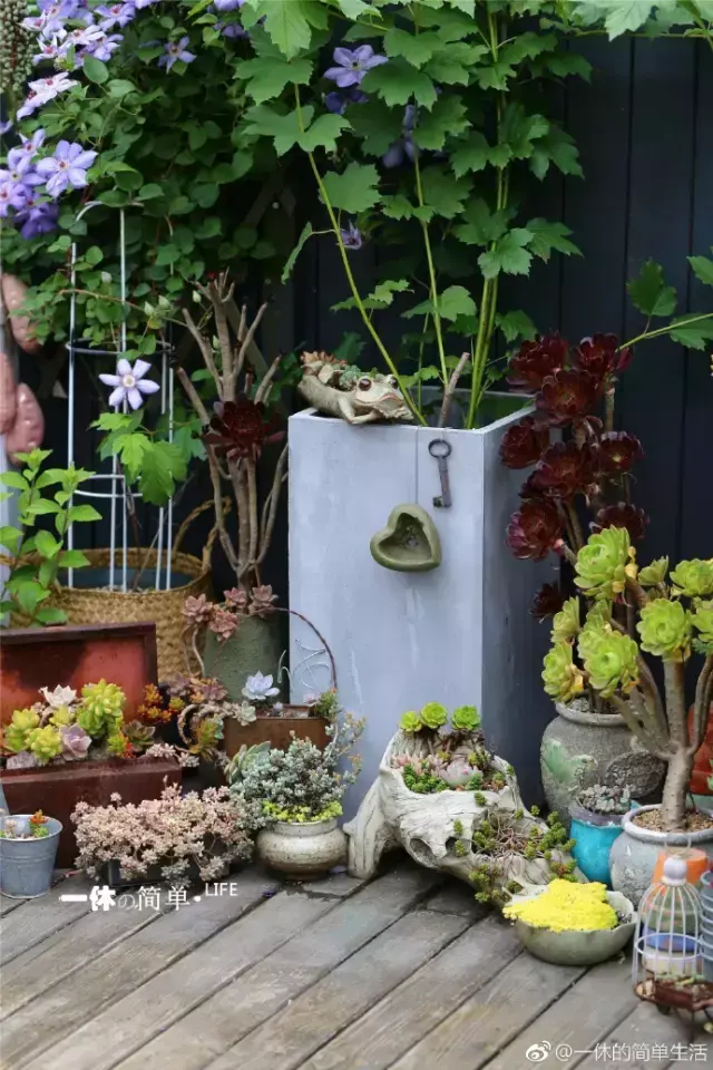 多肉为什么夏季休眠，多肉新闻第55期 大家注意，多肉已经进入度夏模式！