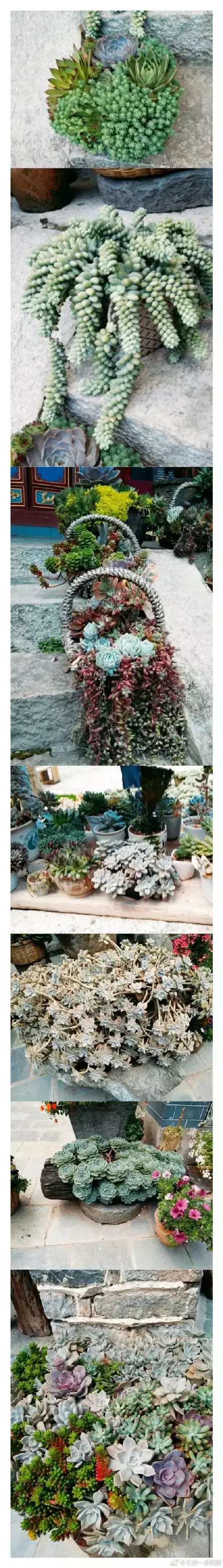 多肉为什么夏季休眠，多肉新闻第55期 大家注意，多肉已经进入度夏模式！