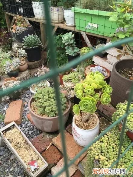 多肉为什么夏季休眠，多肉新闻第55期 大家注意，多肉已经进入度夏模式！