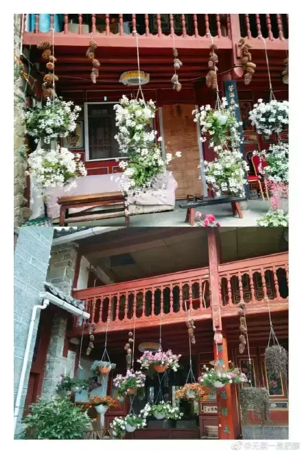 多肉为什么夏季休眠，多肉新闻第55期 大家注意，多肉已经进入度夏模式！