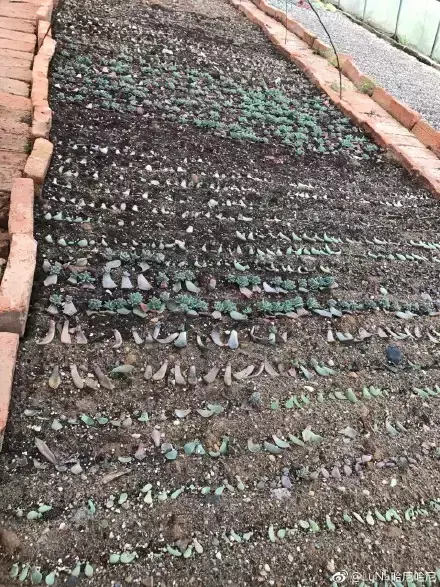 多肉为什么夏季休眠，多肉新闻第55期 大家注意，多肉已经进入度夏模式！