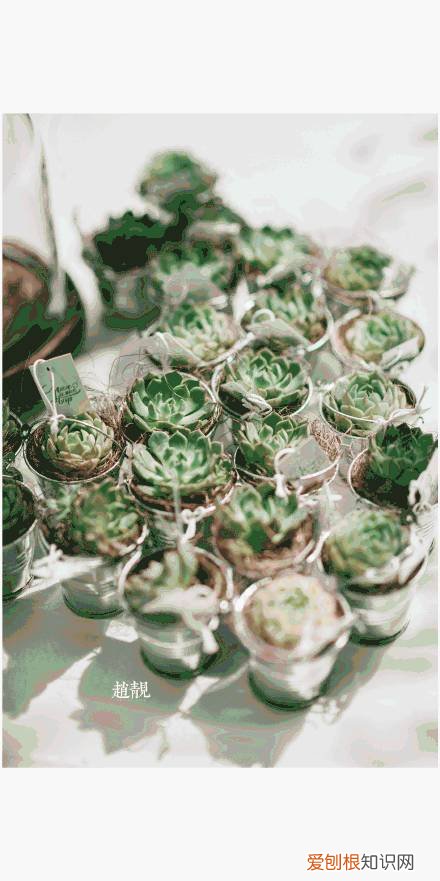 多肉为什么夏季休眠，多肉新闻第55期 大家注意，多肉已经进入度夏模式！