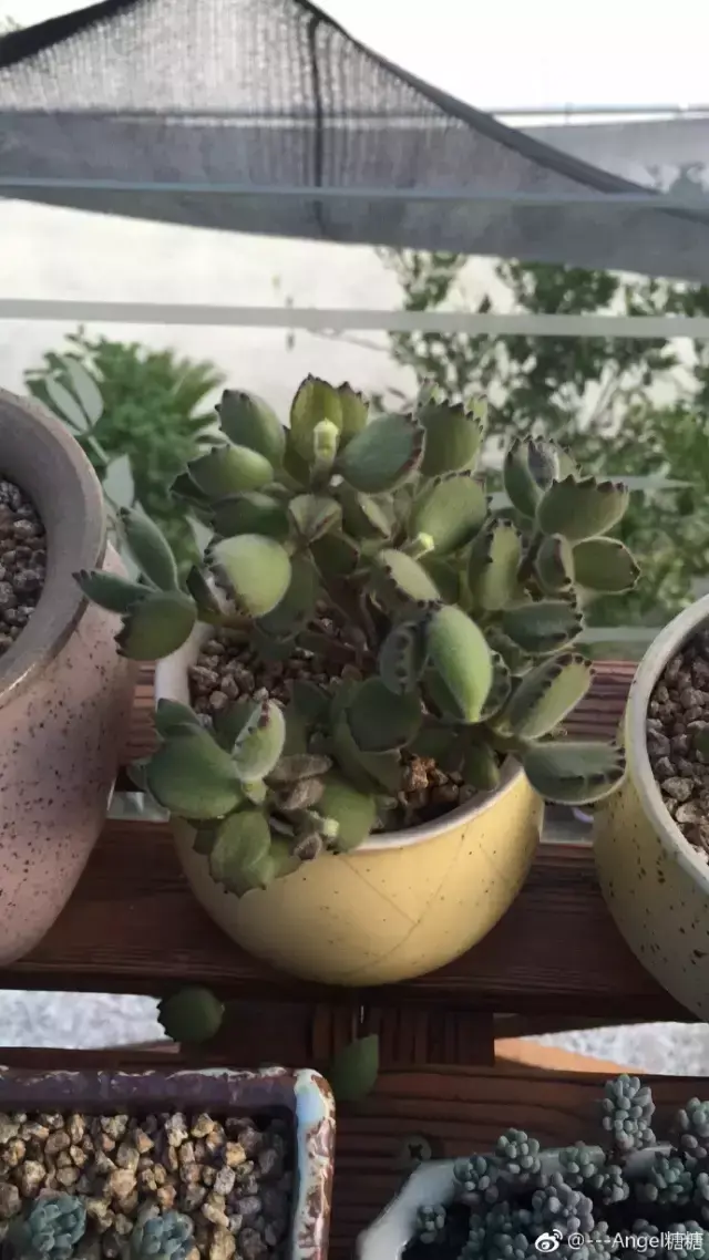 夏天多肉死了好多虫子，多肉新闻第106期 让我哭一会，夏天多肉又死伤一大片