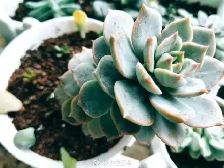 夏天多肉死了好多虫子，多肉新闻第106期 让我哭一会，夏天多肉又死伤一大片