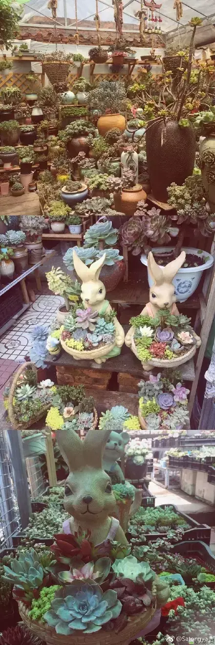 夏天多肉死了好多虫子，多肉新闻第106期 让我哭一会，夏天多肉又死伤一大片