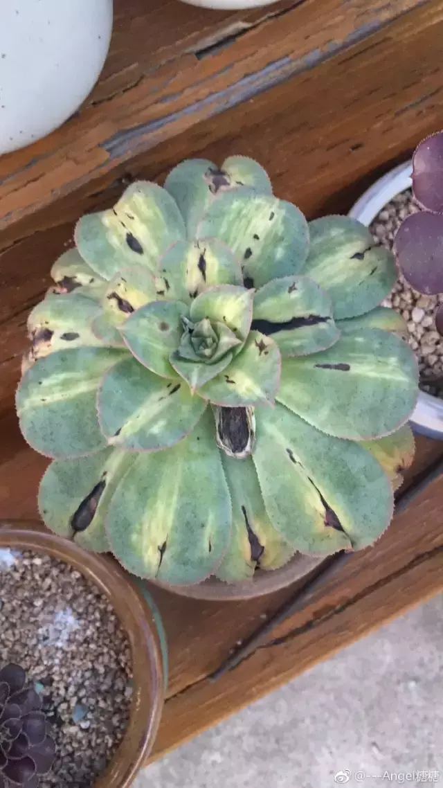 夏天多肉死了好多虫子，多肉新闻第106期 让我哭一会，夏天多肉又死伤一大片