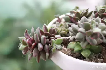 夏天多肉死了好多虫子，多肉新闻第106期 让我哭一会，夏天多肉又死伤一大片