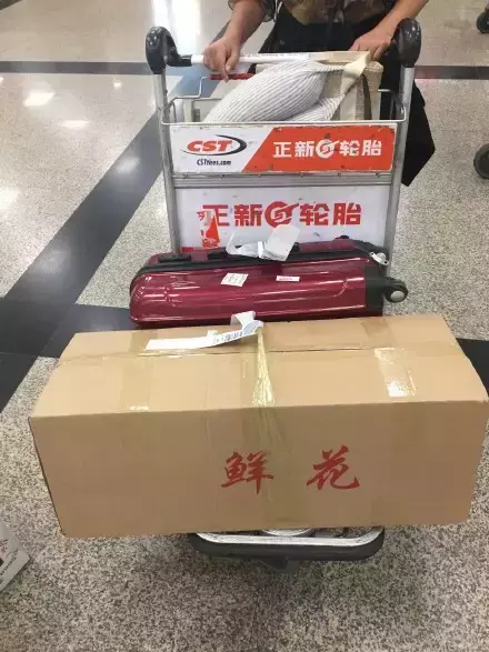 夏天多肉死了好多虫子，多肉新闻第106期 让我哭一会，夏天多肉又死伤一大片