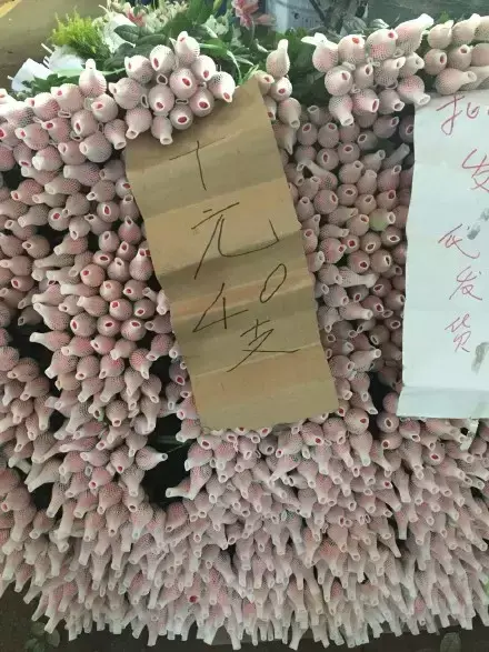 夏天多肉死了好多虫子，多肉新闻第106期 让我哭一会，夏天多肉又死伤一大片