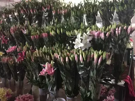 夏天多肉死了好多虫子，多肉新闻第106期 让我哭一会，夏天多肉又死伤一大片