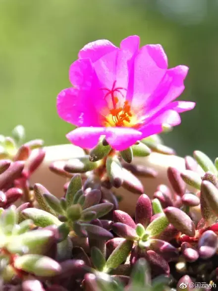 夏天多肉死了好多虫子，多肉新闻第106期 让我哭一会，夏天多肉又死伤一大片