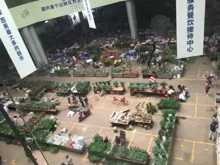 夏天多肉死了好多虫子，多肉新闻第106期 让我哭一会，夏天多肉又死伤一大片