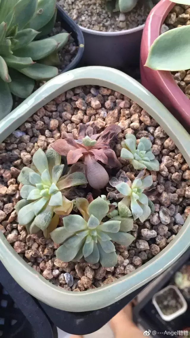 夏天多肉死了好多虫子，多肉新闻第106期 让我哭一会，夏天多肉又死伤一大片