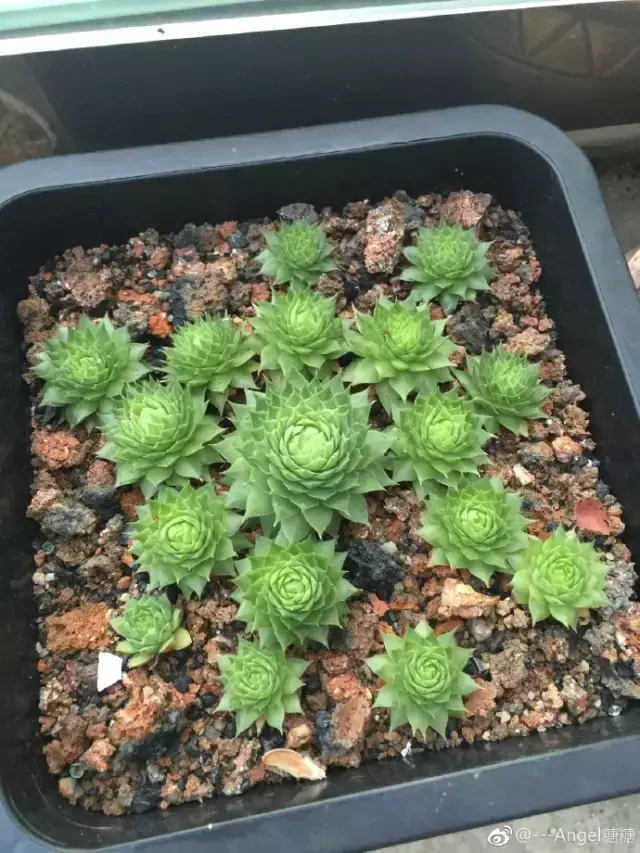 夏天多肉死了好多虫子，多肉新闻第106期 让我哭一会，夏天多肉又死伤一大片