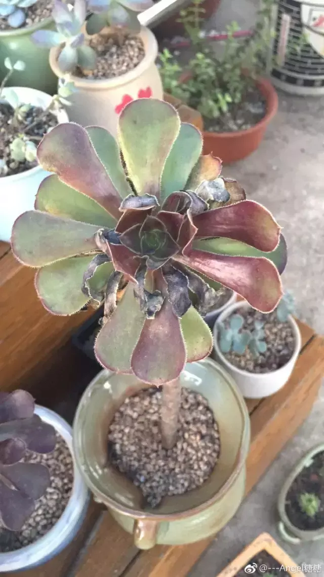 夏天多肉死了好多虫子，多肉新闻第106期 让我哭一会，夏天多肉又死伤一大片