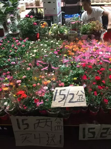 夏天多肉死了好多虫子，多肉新闻第106期 让我哭一会，夏天多肉又死伤一大片