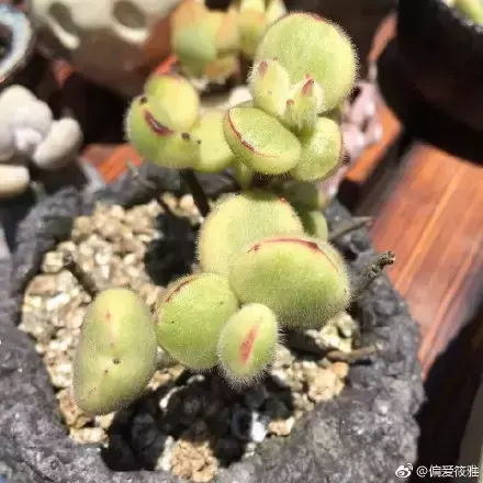 夏天多肉死了好多虫子，多肉新闻第106期 让我哭一会，夏天多肉又死伤一大片