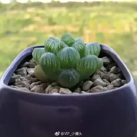 夏天多肉死了好多虫子，多肉新闻第106期 让我哭一会，夏天多肉又死伤一大片