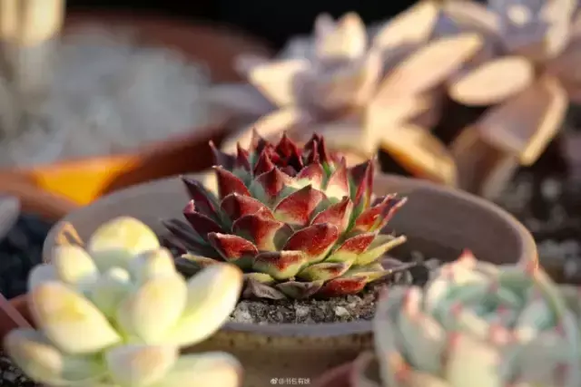 夏天多肉死了好多虫子，多肉新闻第106期 让我哭一会，夏天多肉又死伤一大片