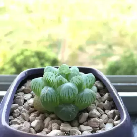 夏天多肉死了好多虫子，多肉新闻第106期 让我哭一会，夏天多肉又死伤一大片