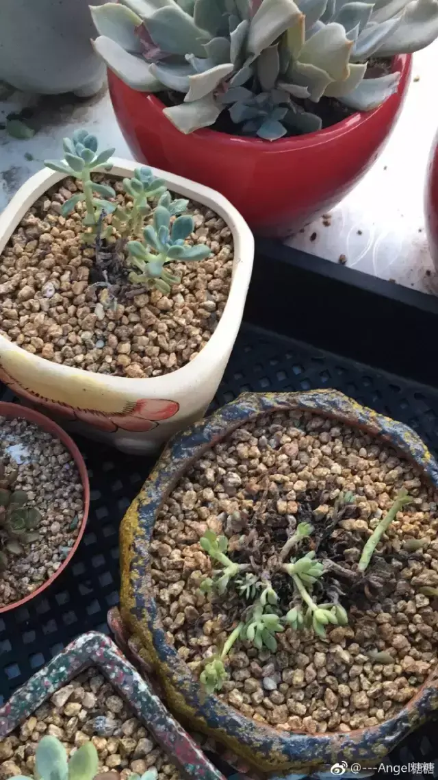 夏天多肉死了好多虫子，多肉新闻第106期 让我哭一会，夏天多肉又死伤一大片