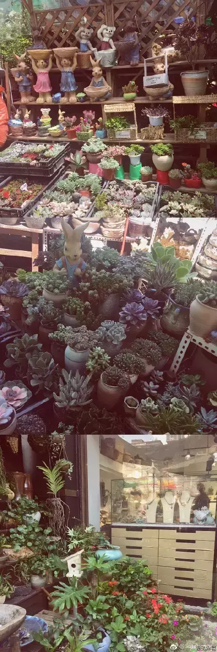 夏天多肉死了好多虫子，多肉新闻第106期 让我哭一会，夏天多肉又死伤一大片