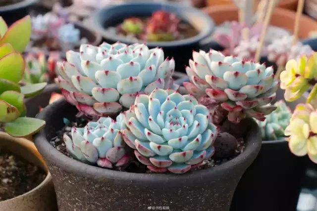 夏天多肉死了好多虫子，多肉新闻第106期 让我哭一会，夏天多肉又死伤一大片