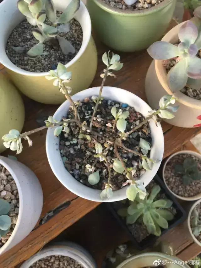 夏天多肉死了好多虫子，多肉新闻第106期 让我哭一会，夏天多肉又死伤一大片