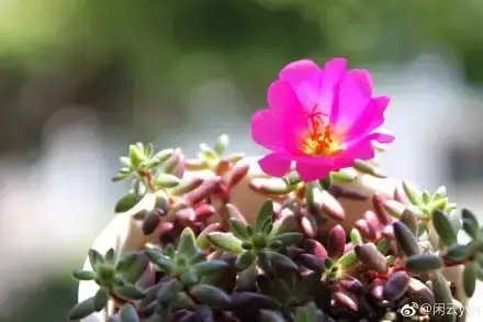 夏天多肉死了好多虫子，多肉新闻第106期 让我哭一会，夏天多肉又死伤一大片