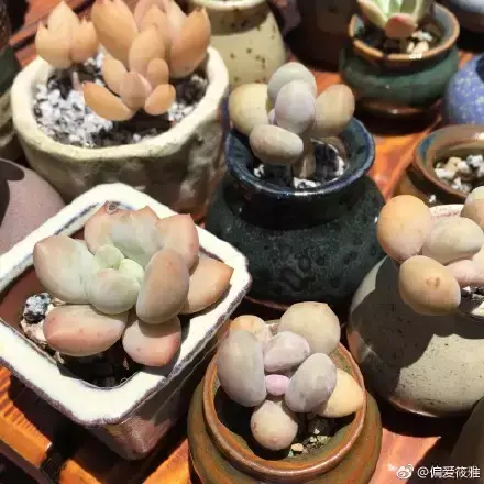 夏天多肉死了好多虫子，多肉新闻第106期 让我哭一会，夏天多肉又死伤一大片