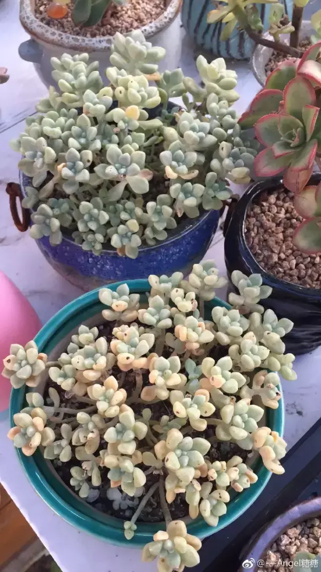 夏天多肉死了好多虫子，多肉新闻第106期 让我哭一会，夏天多肉又死伤一大片