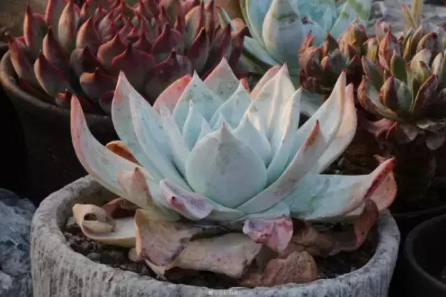 夏天多肉死了好多虫子，多肉新闻第106期 让我哭一会，夏天多肉又死伤一大片