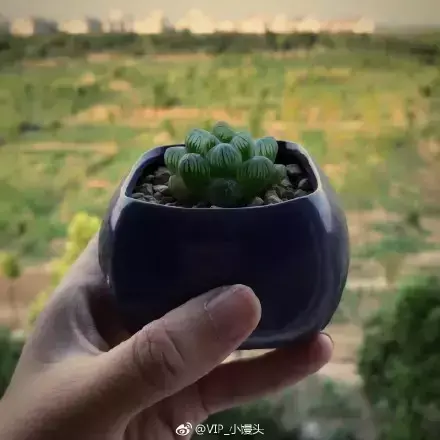 夏天多肉死了好多虫子，多肉新闻第106期 让我哭一会，夏天多肉又死伤一大片