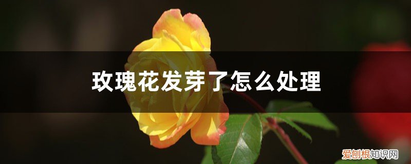 玫瑰花发芽了怎么处理掉 玫瑰花发芽了怎么处理