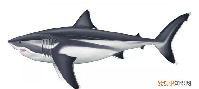已灭绝的巨齿鲨被确认曾为海中最大的鱼类是什么
