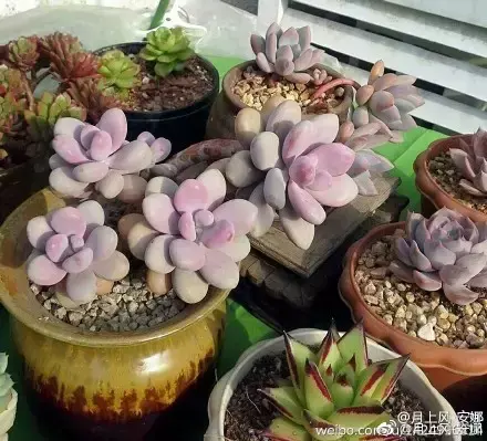 多肉50字，多肉新闻第80期 骑着装满多肉的自行车出去，很是神气！