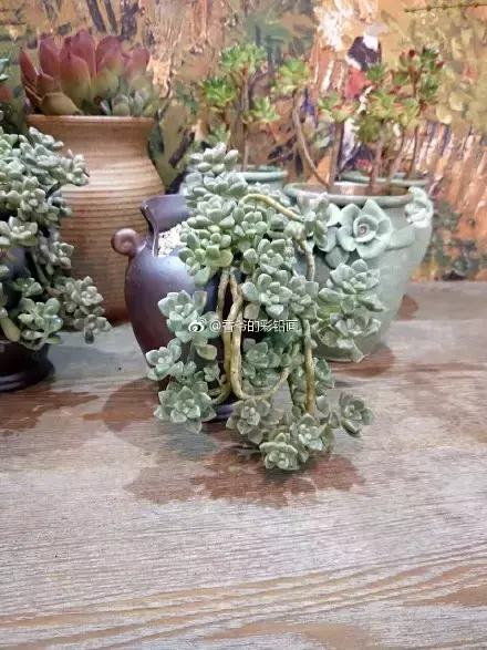 多肉50字，多肉新闻第80期 骑着装满多肉的自行车出去，很是神气！