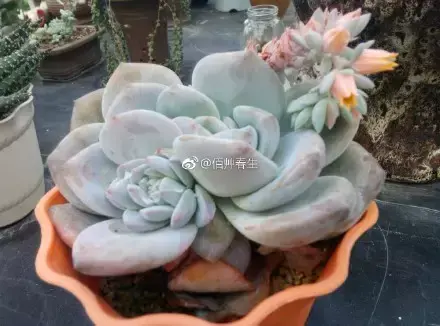 多肉50字，多肉新闻第80期 骑着装满多肉的自行车出去，很是神气！