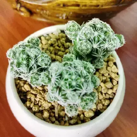 多肉50字，多肉新闻第80期 骑着装满多肉的自行车出去，很是神气！