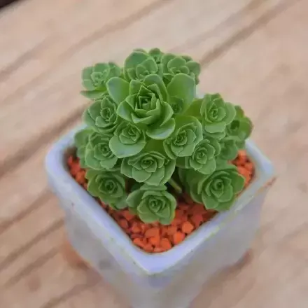 多肉50字，多肉新闻第80期 骑着装满多肉的自行车出去，很是神气！