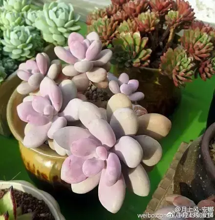 多肉50字，多肉新闻第80期 骑着装满多肉的自行车出去，很是神气！