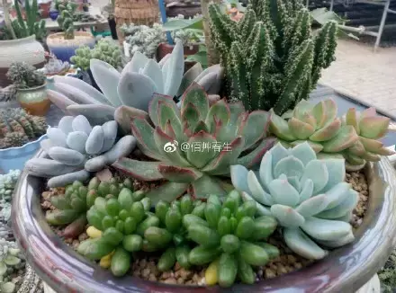 多肉50字，多肉新闻第80期 骑着装满多肉的自行车出去，很是神气！