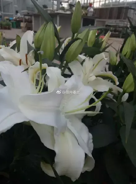 多肉50字，多肉新闻第80期 骑着装满多肉的自行车出去，很是神气！