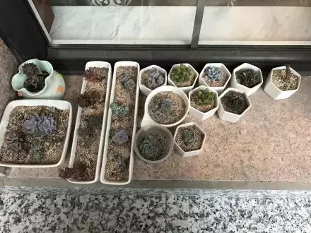 多肉50字，多肉新闻第80期 骑着装满多肉的自行车出去，很是神气！